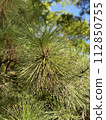 Pinus thunbergii (Japanese black pine) Pinus thunbergii Parl. 112850755