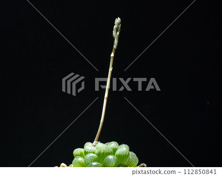 黑色背景上的十二卷花蕾 黑色背景上的十二卷花蕾 112850841
