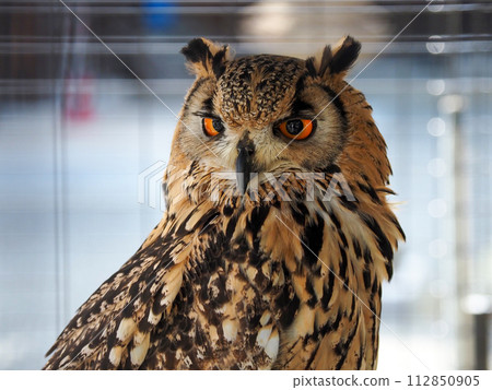 Landscape with a horned owl Landscape with a horned owl 112850905