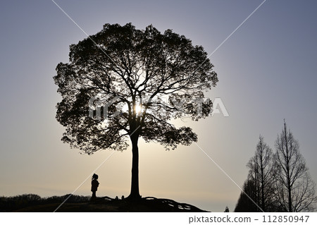 Evening view of a camphor tree 112850947