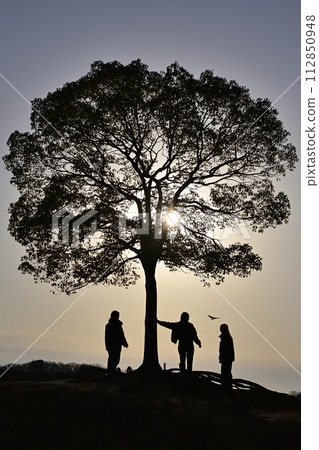 Evening view of a camphor tree Evening view of a camphor tree 112850948