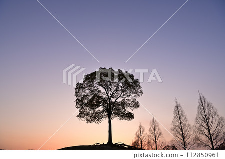 Evening view of a camphor tree 112850961