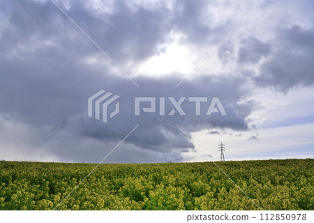 Rapeseed field Rapeseed field 112850978