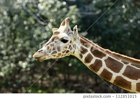 friends at the zoo 112851015