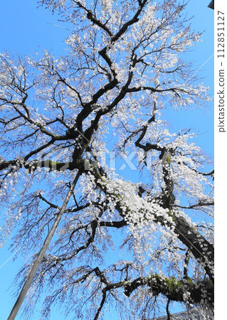 犬山市圓明寺的垂枝櫻花 犬山市圓明寺的垂枝櫻花 112851127