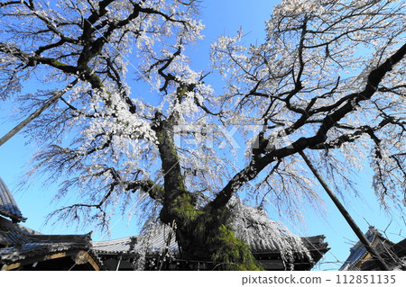 Weeping cherry blossoms at Enmyoji Temple, Inuyama City Weeping cherry blossoms at Enmyoji Temple, Inuyama City 112851135