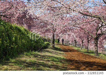 Kawazu cherry tree tunnel 112851143