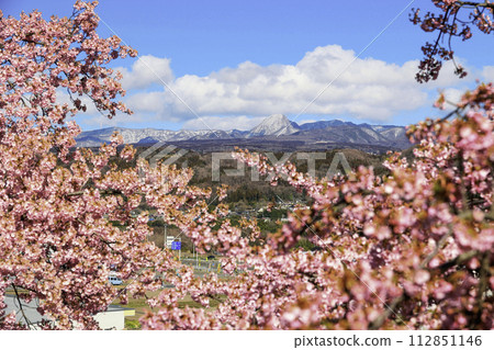 河津櫻花和赤城山 河津櫻花和赤城山 112851146