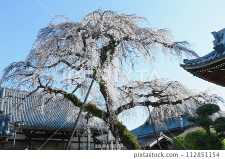 Weeping cherry blossoms at Enmyoji Temple, Inuyama City Weeping cherry blossoms at Enmyoji Temple, Inuyama City 112851154