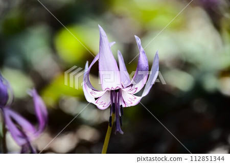 可兒市鳩吹山的卡塔庫栗花 112851344