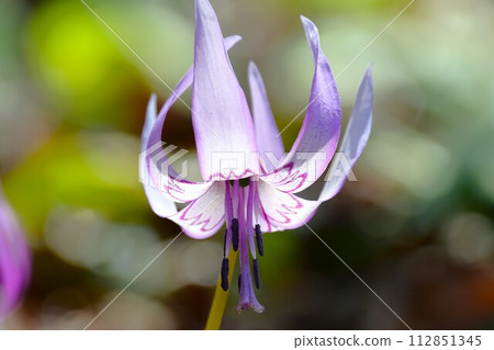 可兒市鳩吹山的卡塔庫栗花 可兒市鳩吹山的卡塔庫栗花 112851345