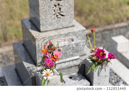 盆栽百日草 112851440