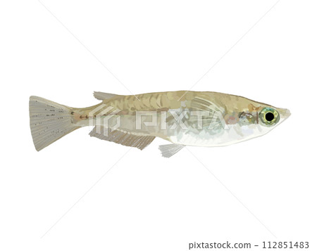 Medaka (female) 112851483