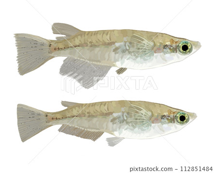 青鱂（上雄）（下雌） 112851484