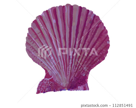 日扇貝(紫) 日扇貝(紫) 112851491