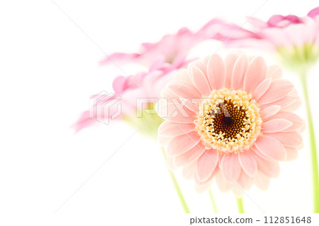 bright pink gerbera bright pink gerbera 112851648