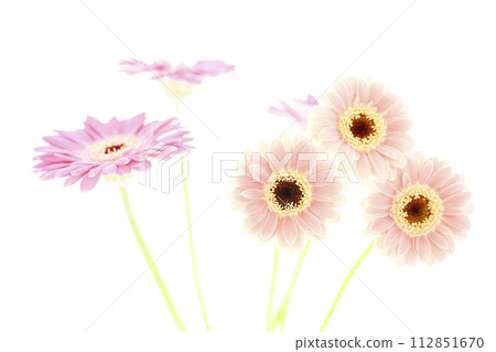bright pink gerbera 112851670