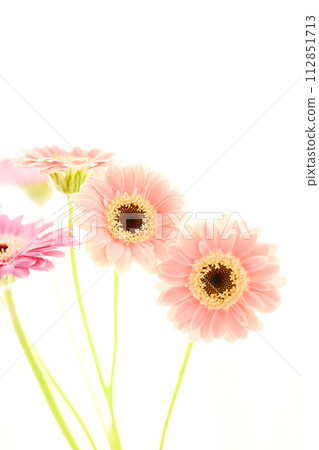 bright pink gerbera 112851713