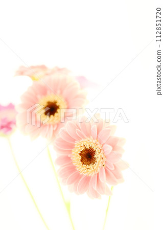 bright pink gerbera 112851720