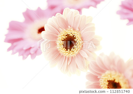 bright pink gerbera 112851740