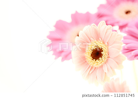 bright pink gerbera 112851745