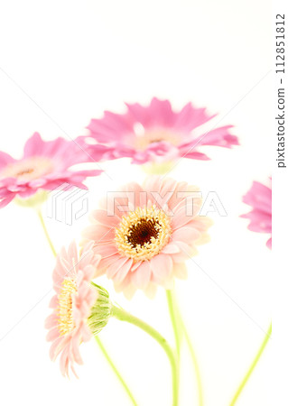 Cute bright pink gerbera Cute bright pink gerbera 112851812