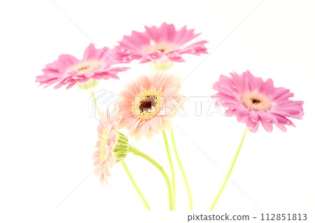 Cute bright pink gerbera 112851813