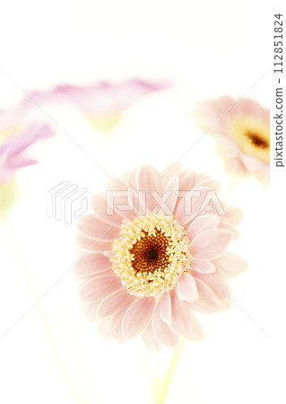 Cute bright pink gerbera Cute bright pink gerbera 112851824
