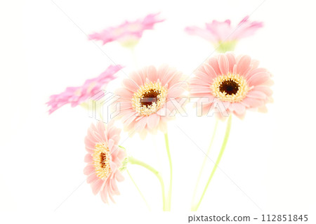 Cute bright pink gerbera 112851845
