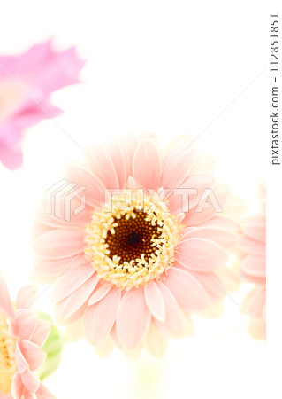 Cute bright pink gerbera 112851851