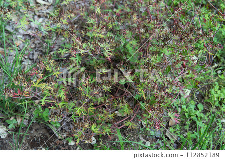 A colony of American lizards whose fruits have begun to turn black/summer, Phyllidae A colony of American lizards whose fruits have begun to turn black/summer, Phyllidae 112852189