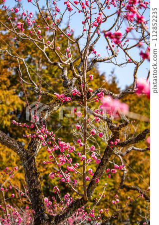 [Kyoto Scenery] Plum blossom viewing party at Zuishin-in, a temple connected to Onokomachi 112852235