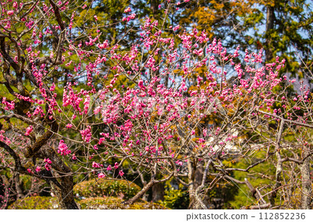 [Kyoto Scenery] Plum blossom viewing party at Zuishin-in, a temple connected to Onokomachi 112852236