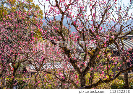 [Kyoto Scenery] Plum blossom viewing party at Zuishin-in, a temple connected to Onokomachi 112852238