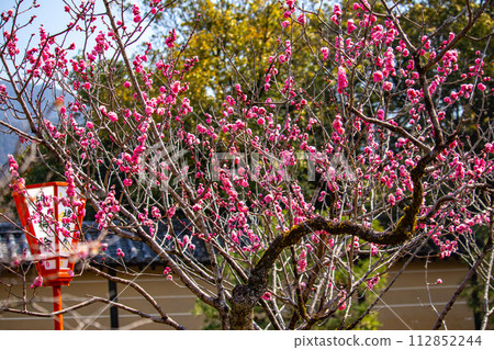 [Kyoto Scenery] Plum blossom viewing party at Zuishin-in, a temple connected to Onokomachi 112852244
