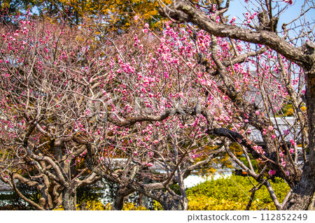 [Kyoto Scenery] Plum blossom viewing party at Zuishin-in, a temple connected to Onokomachi 112852249