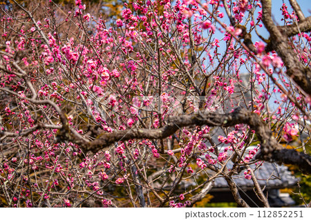[Kyoto Scenery] Plum blossom viewing party at Zuishin-in, a temple connected to Onokomachi 112852251