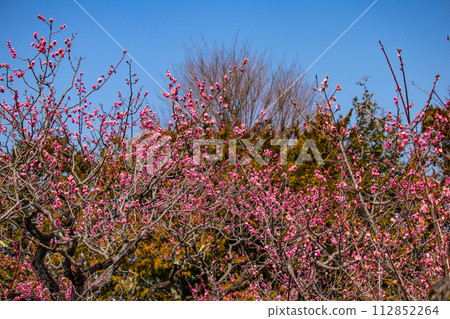 [Kyoto Scenery] Plum blossom viewing party at Zuishin-in, a temple connected to Onokomachi 112852264