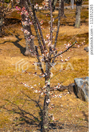 [Kyoto Scenery] Plum blossom viewing party at Zuishin-in, a temple connected to Onokomachi 112852265