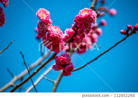 [Kyoto Scenery] Plum blossom viewing party at Zuishin-in, a temple connected to Onokomachi 112852268