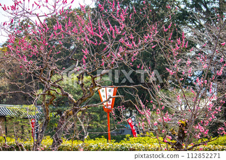 [Kyoto Scenery] Plum blossom viewing party at Zuishin-in, a temple connected to Onokomachi 112852271