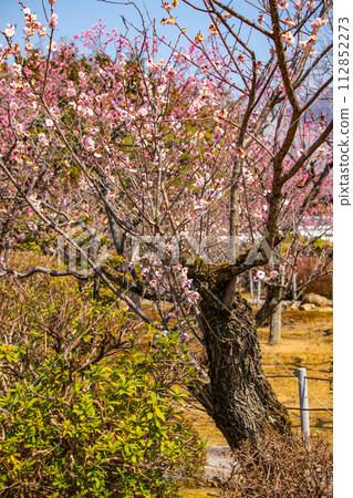 [Kyoto Scenery] Plum blossom viewing party at Zuishin-in, a temple connected to Onokomachi 112852273