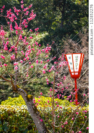 [Kyoto Scenery] Plum blossom viewing party at Zuishin-in, a temple connected to Onokomachi 112852276