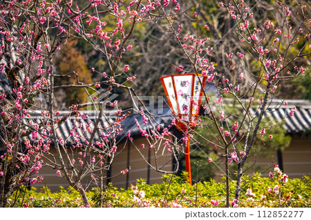 [Kyoto Scenery] Plum blossom viewing party at Zuishin-in, a temple connected to Onokomachi 112852277