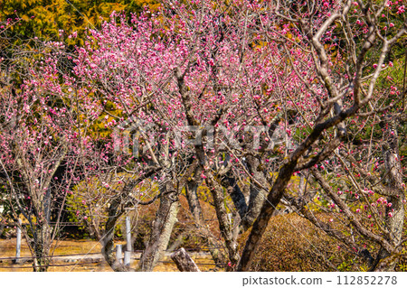 [Kyoto Scenery] Plum blossom viewing party at Zuishin-in, a temple connected to Onokomachi 112852278