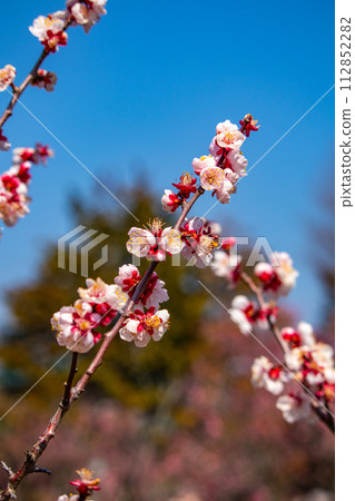 [Kyoto Scenery] Plum blossom viewing party at Zuishin-in, a temple connected to Onokomachi 112852282