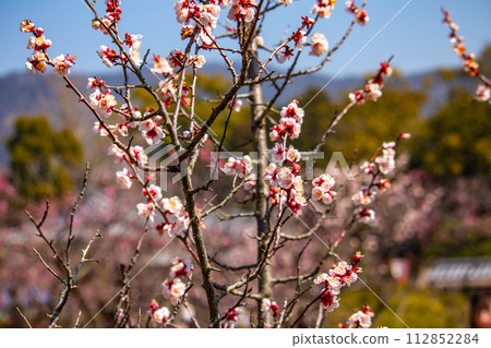 [Kyoto Scenery] Plum blossom viewing party at Zuishin-in, a temple connected to Onokomachi 112852284