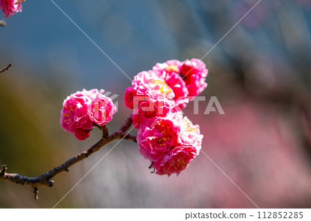 [Kyoto Scenery] Plum blossom viewing party at Zuishin-in, a temple connected to Onokomachi 112852285