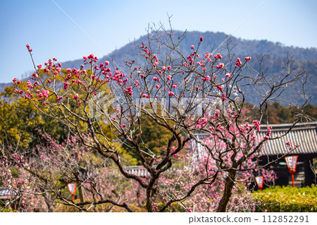 [Kyoto Scenery] Plum blossom viewing party at Zuishin-in, a temple connected to Onokomachi 112852291