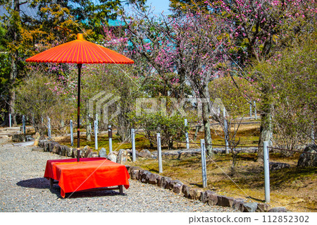 [Kyoto Scenery] Plum blossom viewing party at Zuishin-in, a temple connected to Onokomachi 112852302